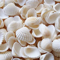 Sea Shell Pack of 10 For Resin
