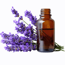 Lavender Fragrance Oil 10ml Lavender Fragrance Oil 10ml